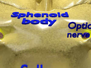 Eye anatomy cut open detail labelled 3D 3Dモデル