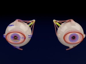 Eye anatomy cut open detail labelled 3D 3Dモデル