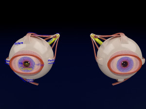 Eye anatomy cut open detail labelled 3D 3Dモデル