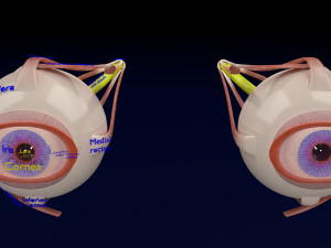 Eye anatomy cut open detail labelled 3D 3Dモデル