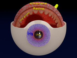Eye anatomy cut open detail labelled 3D 3Dモデル