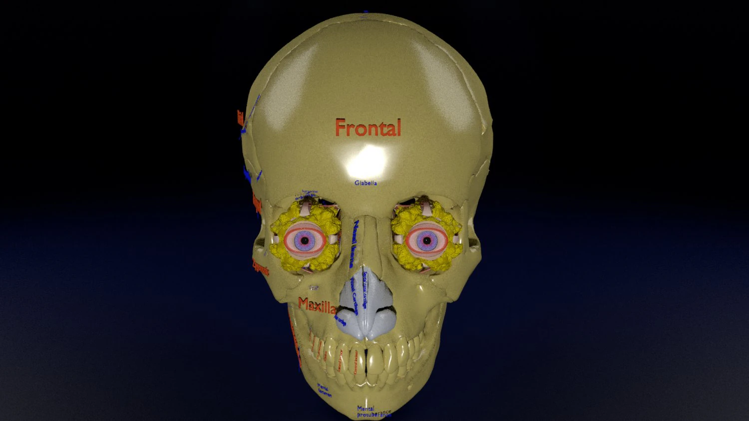 Eye with complete skull 3D 3D Model .c4d .max .obj .3ds .fbx .stl .blend 