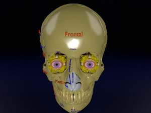 Eye with complete skull 3D 3Dモデル