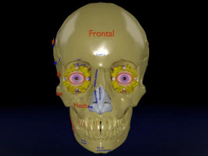 Eye with complete skull 3D 3D Model