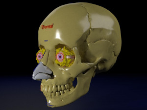 Eye with complete skull 3D 3D Модель