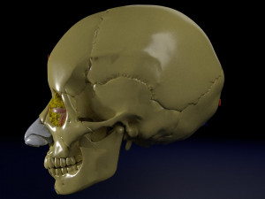Eye with complete skull 3D 3D Модель