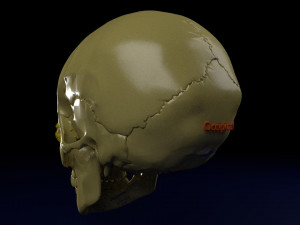 Eye with complete skull 3D 3D Модель