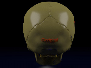 Eye with complete skull 3D 3D Модель