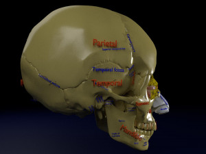 Eye with complete skull 3D 3D Модель