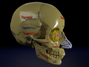 Eye with complete skull 3D 3D Модель