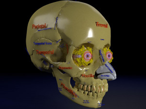 Eye with complete skull 3D 3D Модель