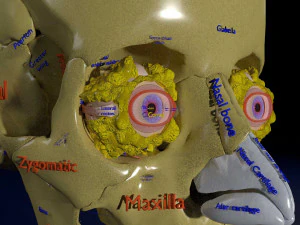 Eye with complete skull 3D 3D Model