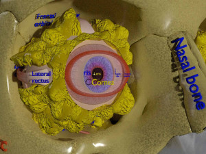 Eye with complete skull 3D 3D Модель