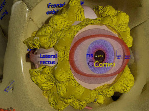 Eye with complete skull 3D 3D Модель