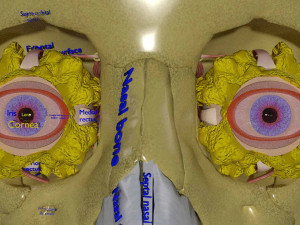 Eye with complete skull 3D 3D Модель