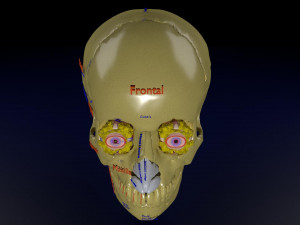 Eye with complete skull 3D 3D Модель
