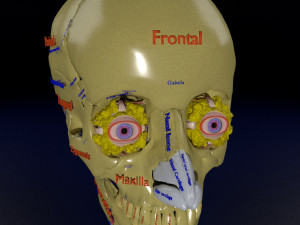 Eye with complete skull 3D 3D Модель