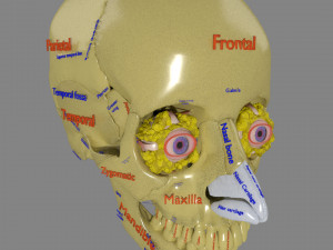 Eye with complete skull 3D 3D Модель