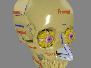 Eye with complete skull 3D 3D Model
