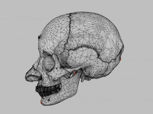 Eye with complete skull 3D 3D Model