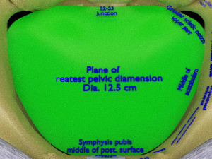 Female pelvis dimensions pelvimetry 3D Model