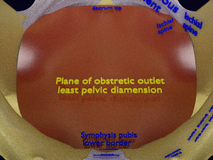 Female pelvis dimensions pelvimetry 3D-Modell