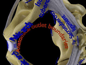 Female pelvis dimensions pelvimetry 3D-Modell