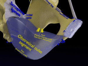 Female pelvis dimensions pelvimetry 3D-Modell