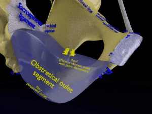 Female pelvis dimensions pelvimetry 3D Model