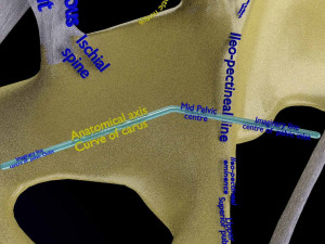 Female pelvis dimensions pelvimetry 3D-Modell