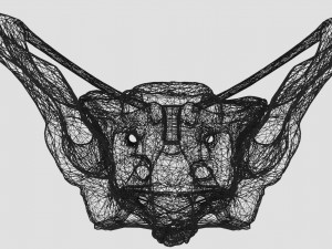 Female pelvis dimensions pelvimetry 3D-Modell