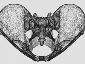 Female pelvis dimensions pelvimetry 3D-Modell