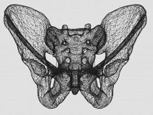 Female pelvis dimensions pelvimetry 3D-Modell