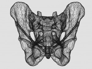 Female pelvis dimensions pelvimetry 3D-Modell