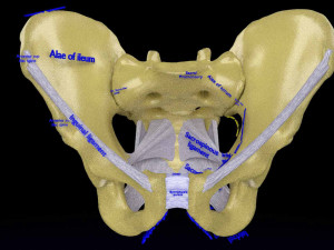 Female pelvis dimensions pelvimetry 3D-Modell