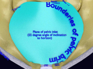 Female pelvis dimensions pelvimetry 3D-Modell