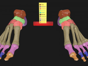 Foot Seperated Bones With colour coded 3D Model