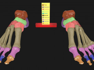 Foot Seperated Bones With colour coded 3D Модель