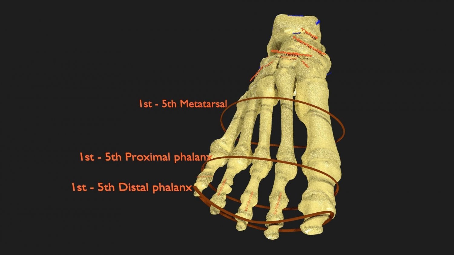 Foot with label text 3D Model in Anatomy 3DExport