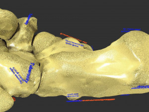 Foot with label text 3D 模型