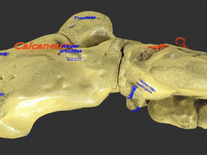 Foot with label text 3D 模型