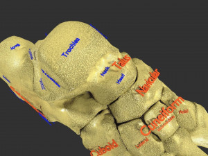 Foot with label text 3D 模型