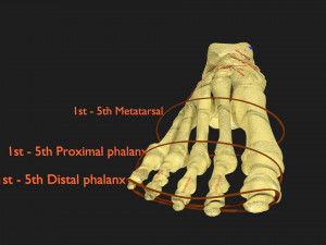 Foot with label text 3D 模型