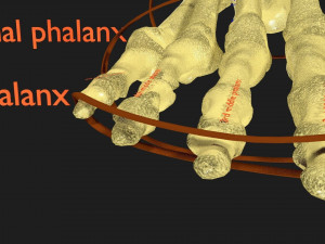 Foot with label text 3D 模型