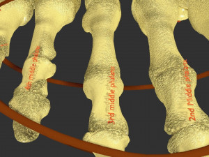 Foot with label text 3D 模型