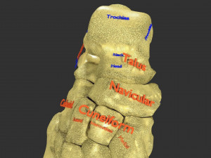 Foot with label text 3D 模型