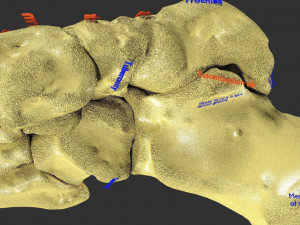 Foot with label text 3D 模型