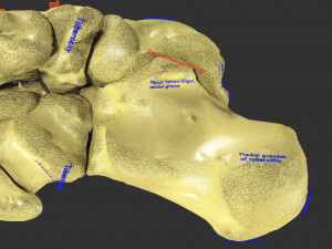 Foot with label text 3D 模型