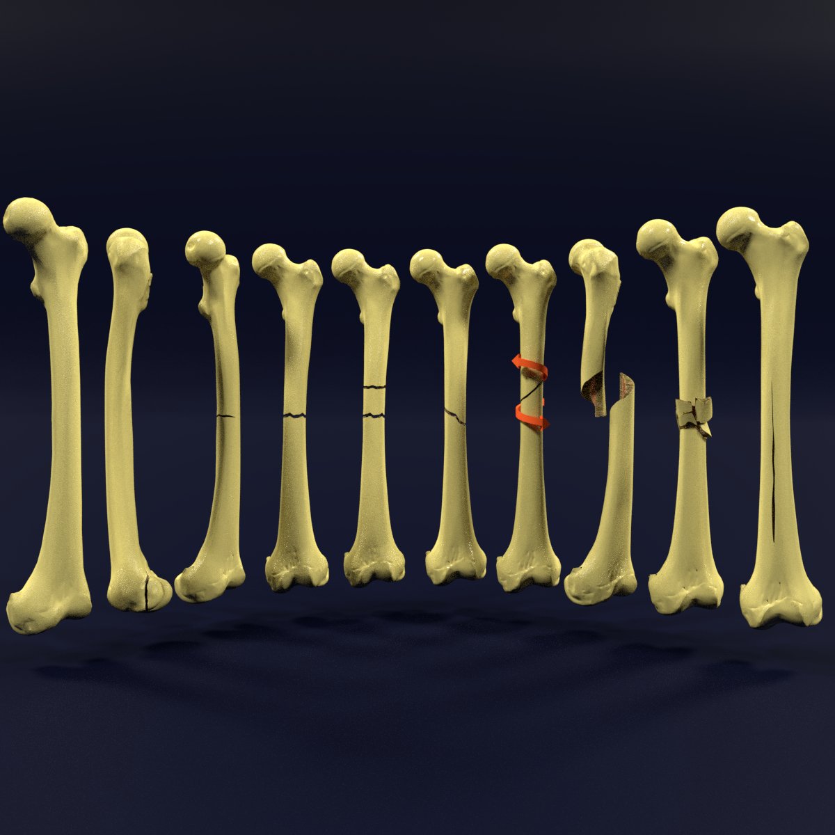 3d модели костей