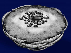 3D Caseating granuolma tuberculosis labelled model Modelo 3D
